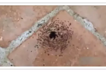 给你这么多学习资源，为什么你会 “收藏不看，已成习惯？”-小狮博客